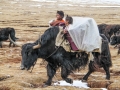 two-nomads-kids-in-baskets-on-the-yak-in-amdo-tibet