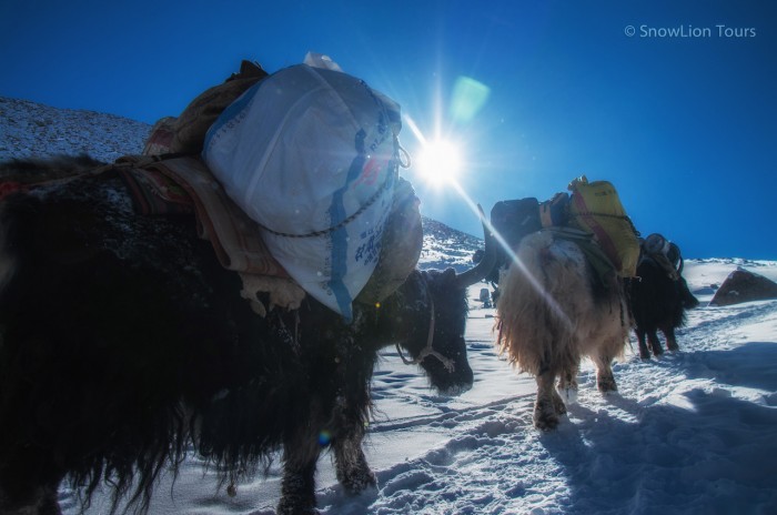 Яки, везущие вещи паломников, на перевале Долма ла, Кайлас