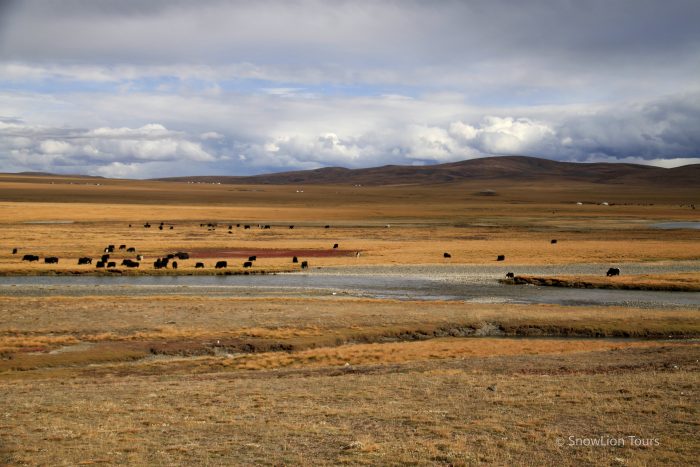 Степи в Тибете, кочевники, традиционный быт Тибета, яки, овцы, туры в Тибет, групповой тур в Тибет