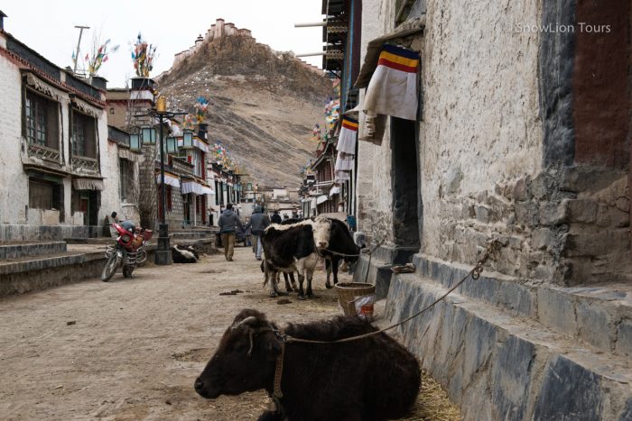 Коровы на улицах старого города в Гьянце, Тибет, Лхаса, туры в Тибет