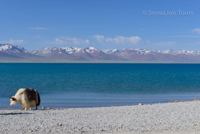 Озеро Намцо, снежные пики Гималаев, природа, як, походы в Тибете, пермиты в Тибет