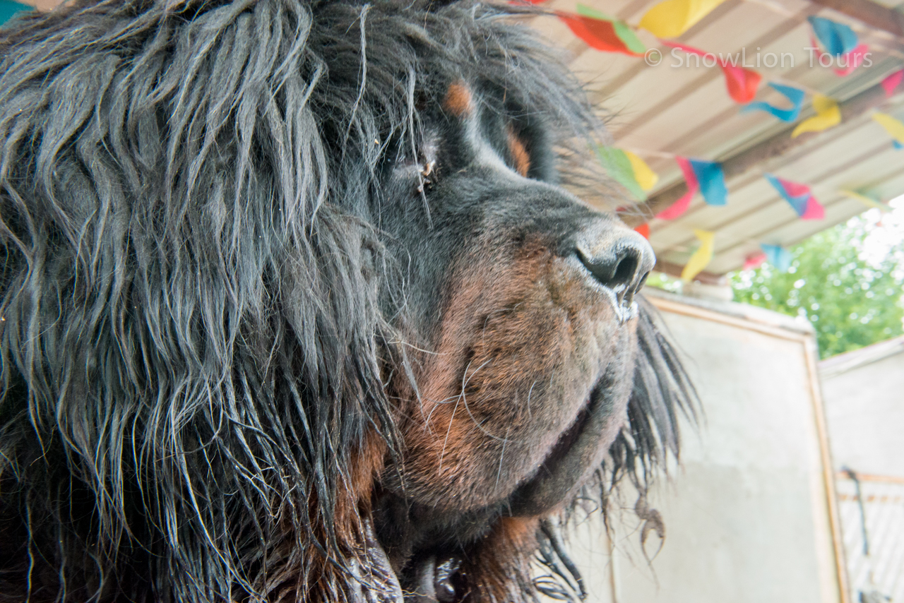 Тибетский мастиф - легендарная собака Тибета