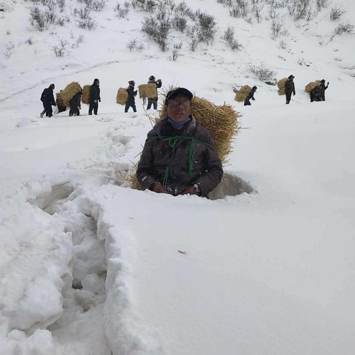 Пурга в Юйшу, тибетцы с сеном