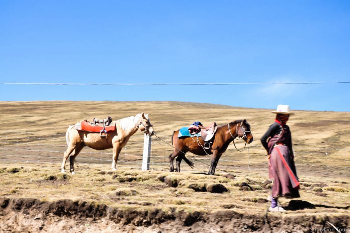 Девушка народности Кхампа с лошадьми, Сершул, Кхам, Тибет