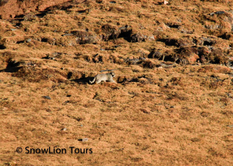 Манул или палласов кот, исчезающий вид диких кошек, в Тибетских степях